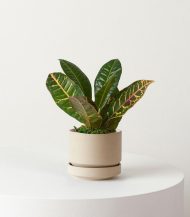 Cuddly Cactus - Зображення 4