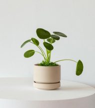 Pilea Peperomioides - Зображення 2
