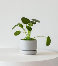 Pilea Peperomioides - Зображення 3