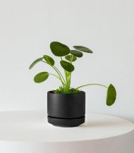 Pilea Peperomioides - Зображення 4