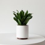 Dracaena Compacta