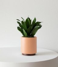 Dracaena Compacta - Зображення 2