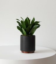 Dracaena Compacta - Зображення 3