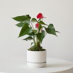 Anthurium – King of hearts