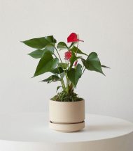 Anthurium – King of hearts - Зображення 2