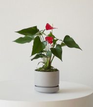 Anthurium – King of hearts - Зображення 3