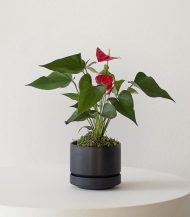 Anthurium – King of hearts - Зображення 4