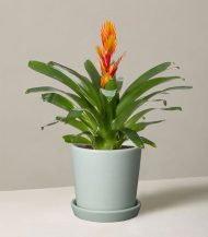 Bromeliad Vriesea - Зображення 2