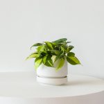 Philodendron Brasil