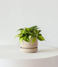 Philodendron Brasil - Зображення 2