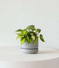 Philodendron Brasil - Зображення 3