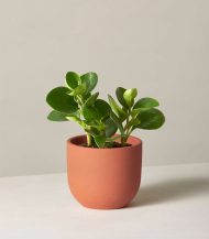 Peperomia Obtusifolia - Зображення 2