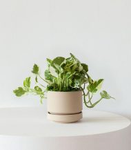 N’joy Pothos - Зображення 2