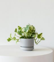 N’joy Pothos - Зображення 3