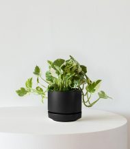 N’joy Pothos - Зображення 4