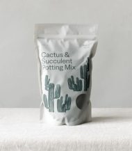 Dracaena Compacta - Зображення 5