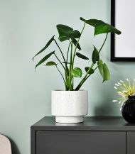 Cuddly Cactus - Зображення 5
