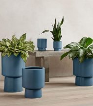 Peperomia Obtusifolia - Зображення 5